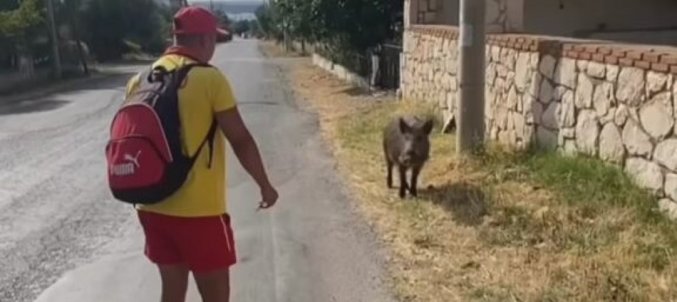Aç domuz şehir merkezine indi, vatandaş bisküviyle besledi