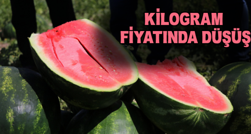Adana karpuzu Tarlada 50 Kuruşa Düştü