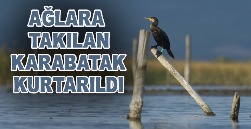 Ağlara Takılan Karabatak Kurtarıldı