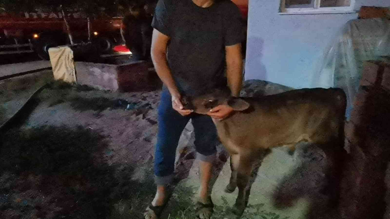 Ahır Yangınında İnanılmaz Kurtuluş