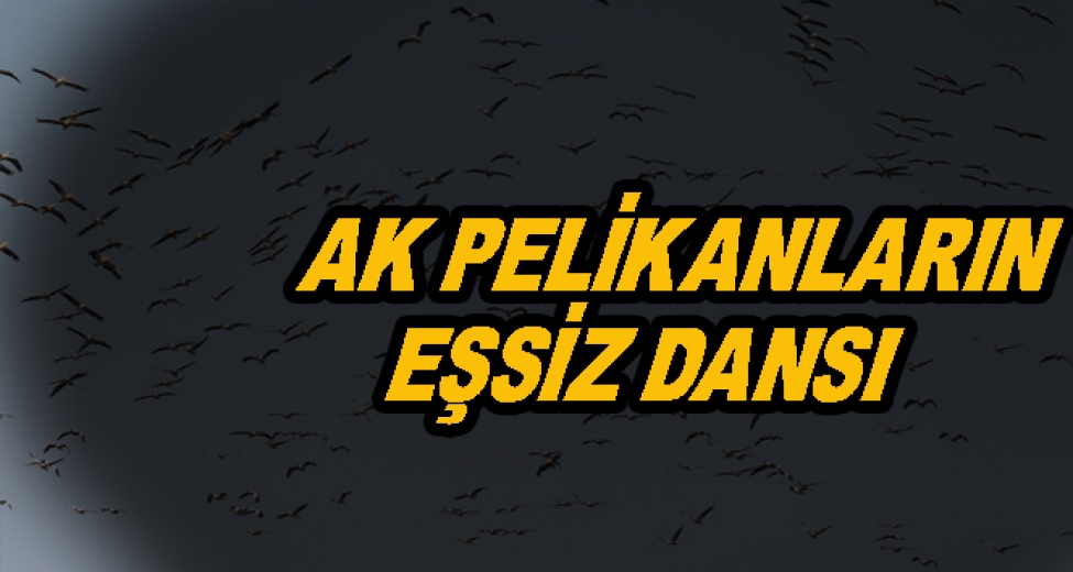 Ak Pelikanların Gökyüzündeki Dansı Havadan Görüntülendi