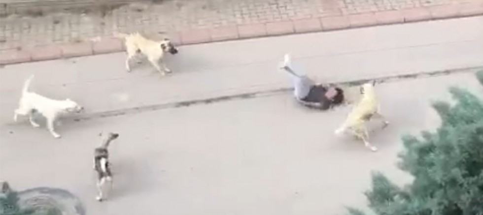 Ankara’da parkta yürüyen vatandaş başıboş köpeklerin saldırısına uğradı