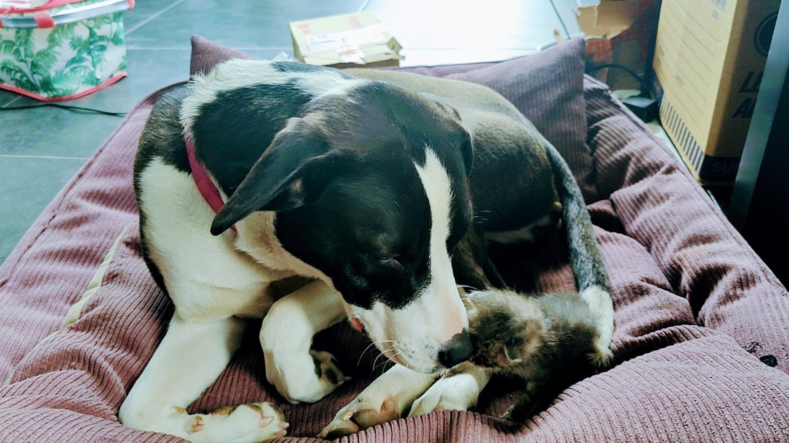 Annesinin Terk Ettiği Kediye Köpek Sahip Çıktı