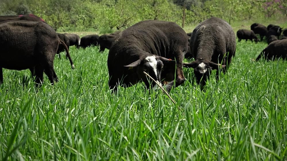 Aracıyı Ortadan Kaldırdılar Ayda 5 Ton Et Satıyorlar