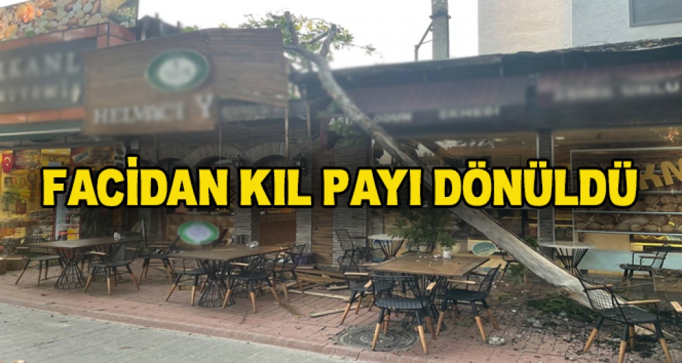 Asırlık Çınar'ın Dalı Devrildi