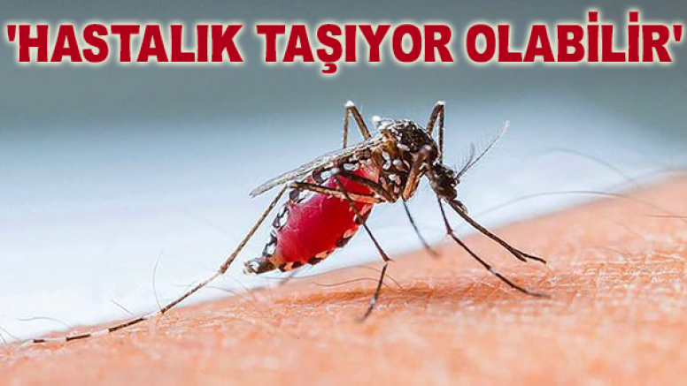 Asya Kaplan Sivrisineği Kabusu!