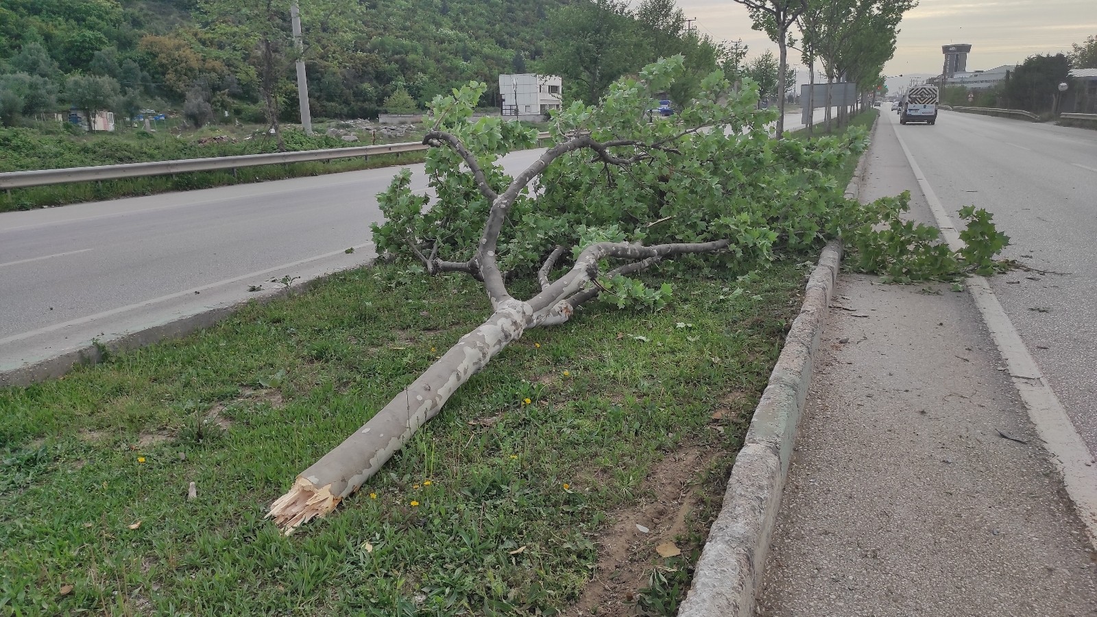 Aydınlatma Direği Ve Ağacı Yerinden Sökerek Takla Attı: 1 Yaralı