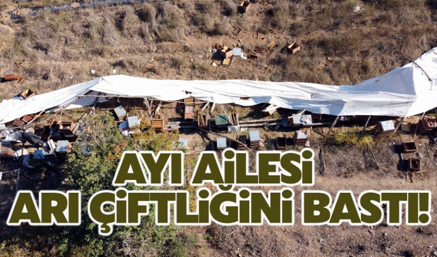 Ayı Ailesi Arı Çiftliğini Bastı!