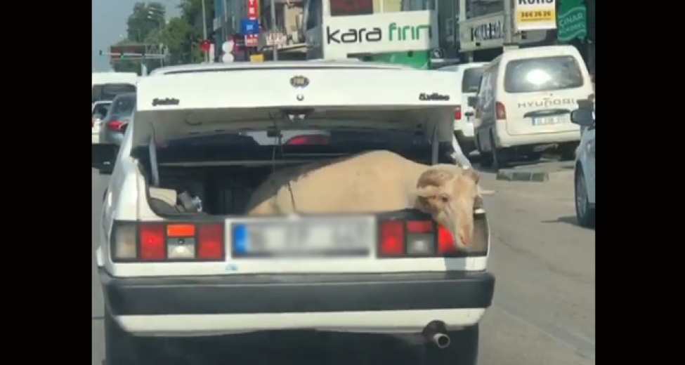 Bagajda Yolculuk