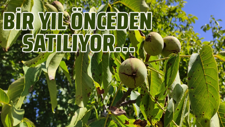 Bir yıl önceden satılıyor...