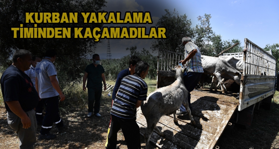 Boğalar, Kurban Yakalama Timinden Kaçamadı