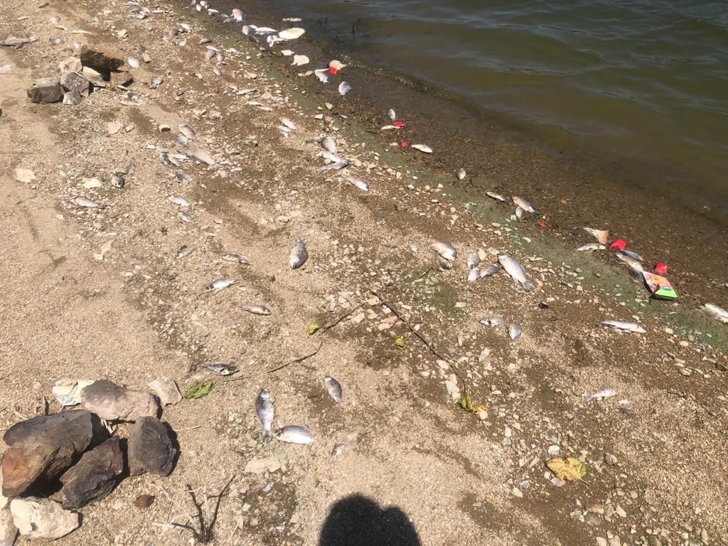 Boğazköy Baraj Gölünde Ölen Balıklar Karaya Vurdu