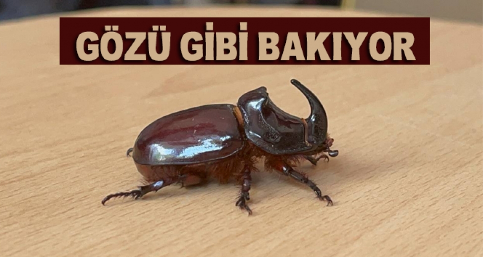 Boynuzlu Gergedan Böceğine Gözü Gibi Bakıyor