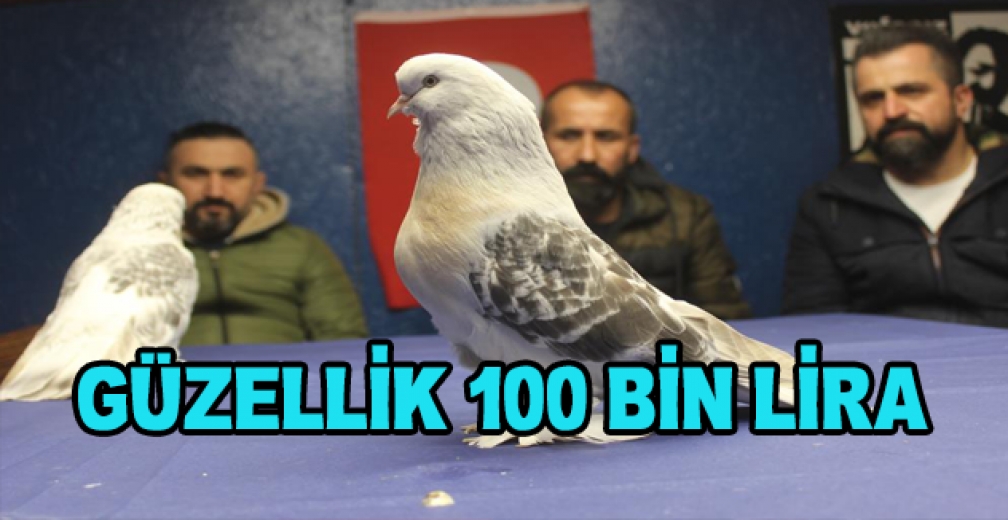 Bu Kuşların Güzelliği 100 Bin Lira Ediyor