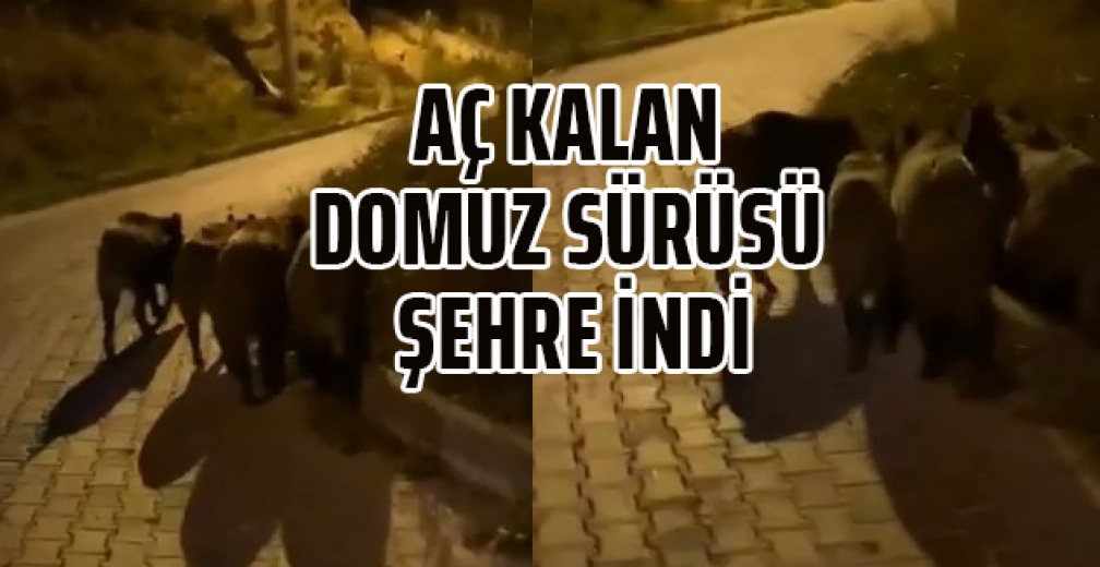 Bursa'da Aç Kalan Domuz Sürüsü Şehre İndi