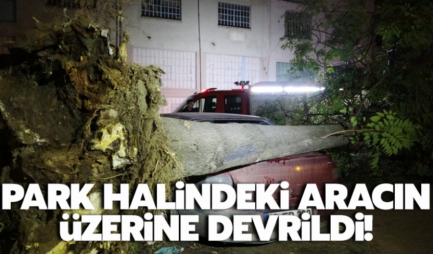 Bursa'da Ağaç Park Halindeki 3 Otomobilin Üzerine Devrildi