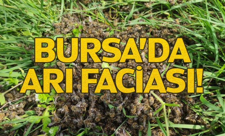 Bursa'da Arı Faciası!