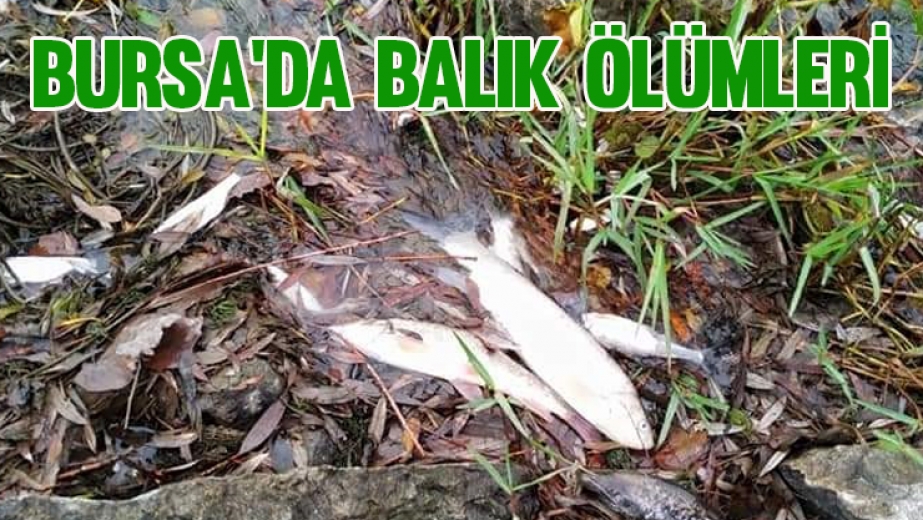 Bursa'da Balık Ölümleri