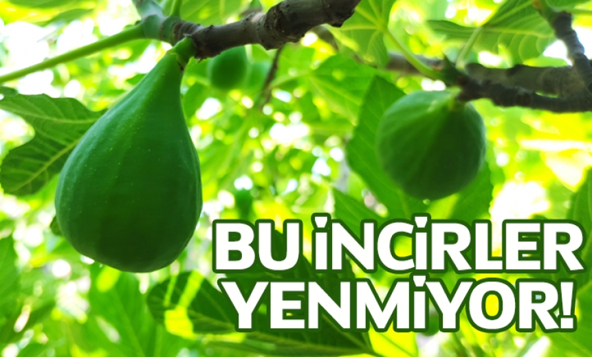 Bursa'da Bu İncirler Yenmiyor!
