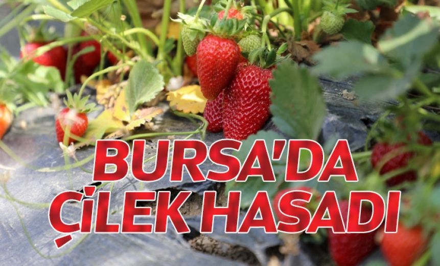 Bursa'da Çilek Hasadı