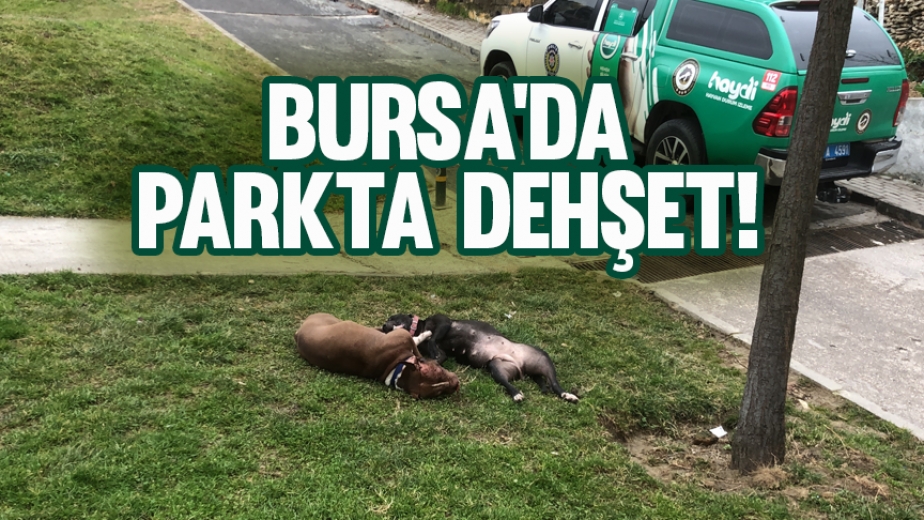 Bursa'da Çocuk Parkında Dehşet!
