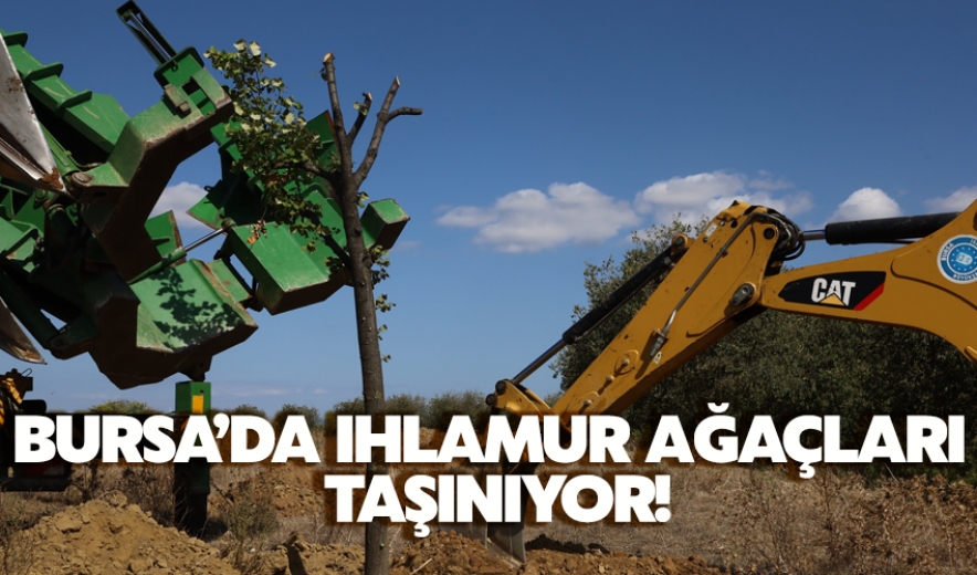 Bursa'da Genişleyen Yollarda Kalan Ağaçlar Taşınıyor