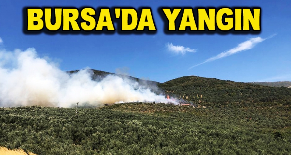 Bursa'da Hastane Yakınında Bulunan Ormanlık Alanda Yangın Çıktı
