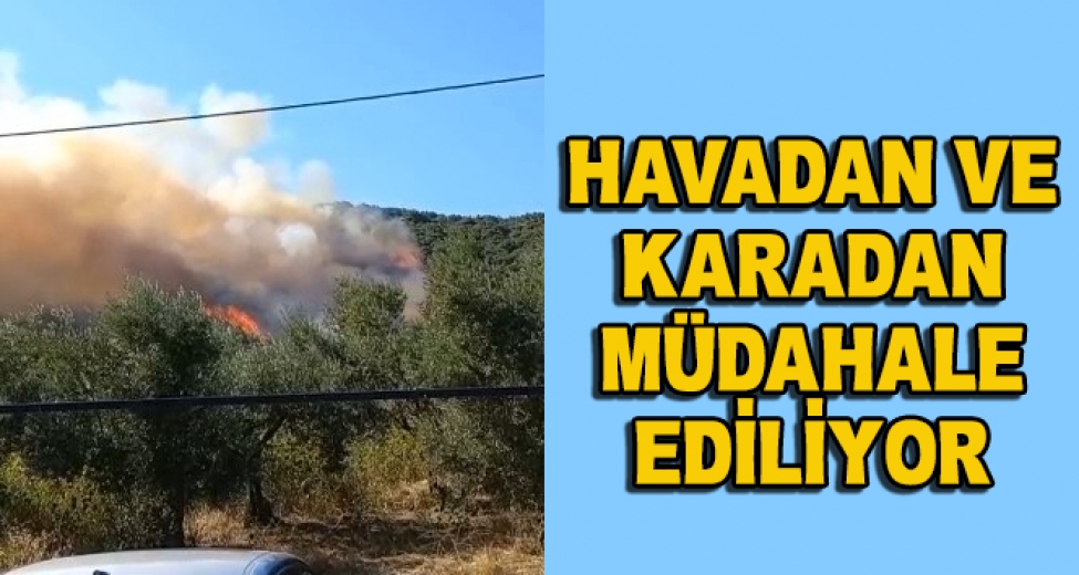 Bursa'da İkinci Orman Yangını