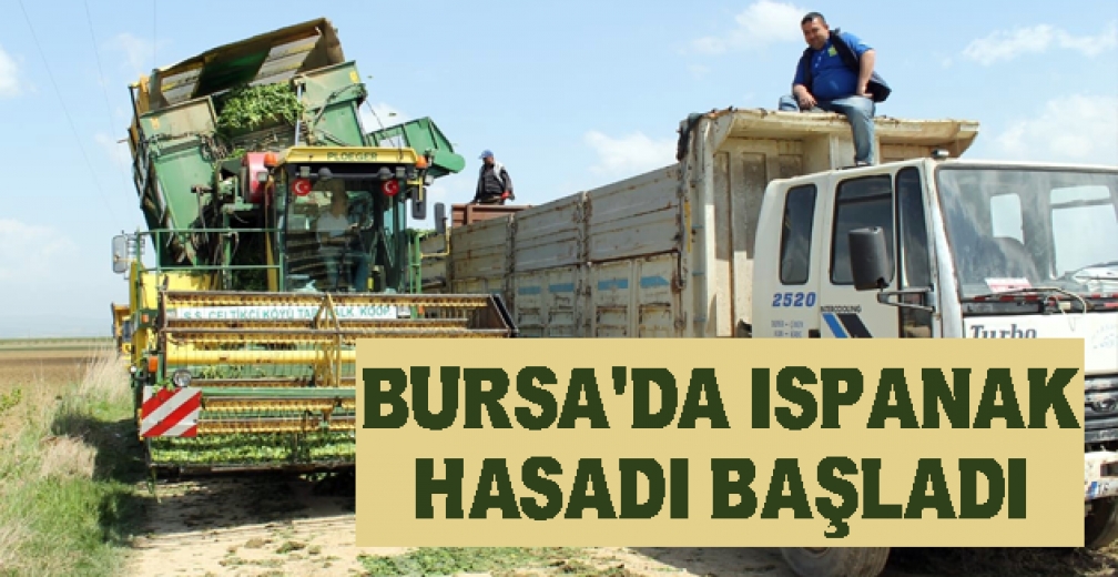 Bursa'da Ispanak Hasadı Başladı