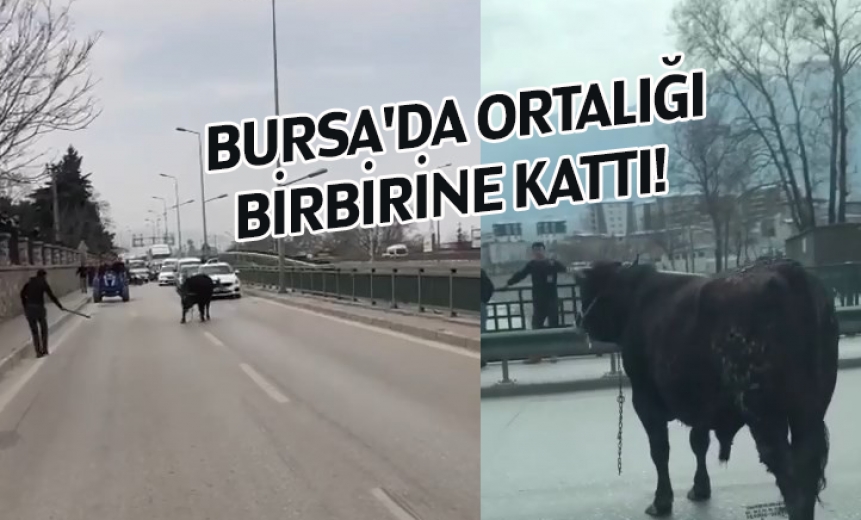 Bursa'da kaçan boğa ortalığı birbirine kattı