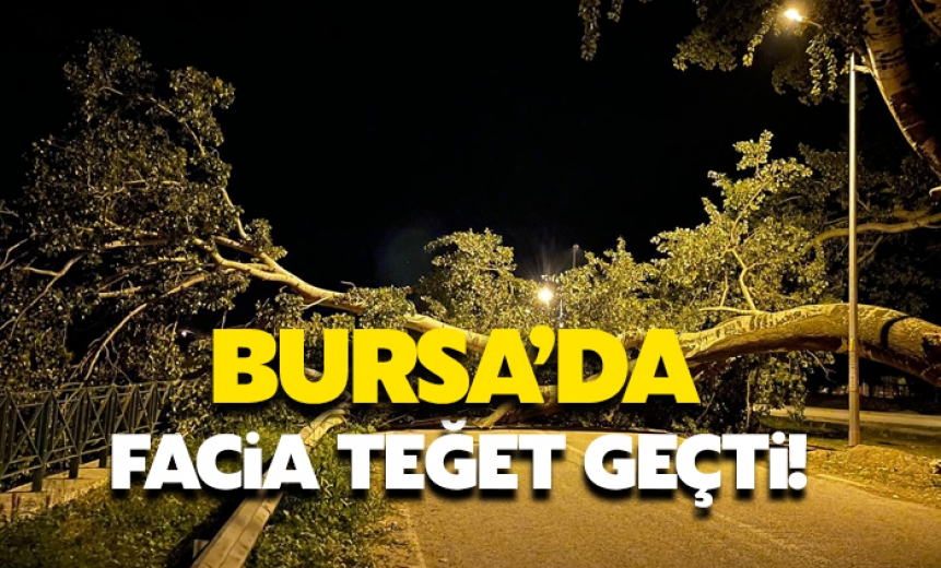 Bursa'da Kavak Ağacı Yıkıldı, Ekiplerin Çalışmasıyla Kaldırıldı