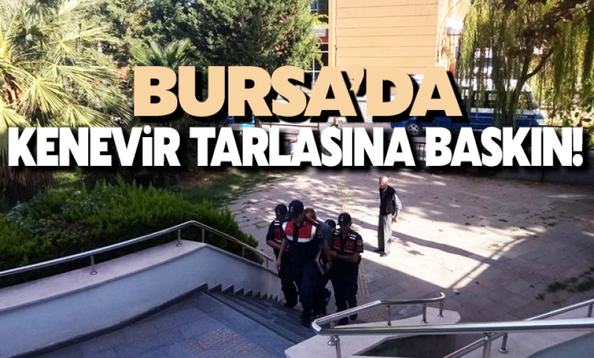 Bursa'da Kenevir Tarlasına Baskın