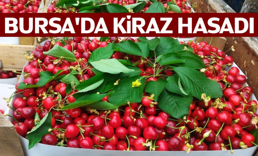 Bursa'da Kiraz Hasadı Başladı