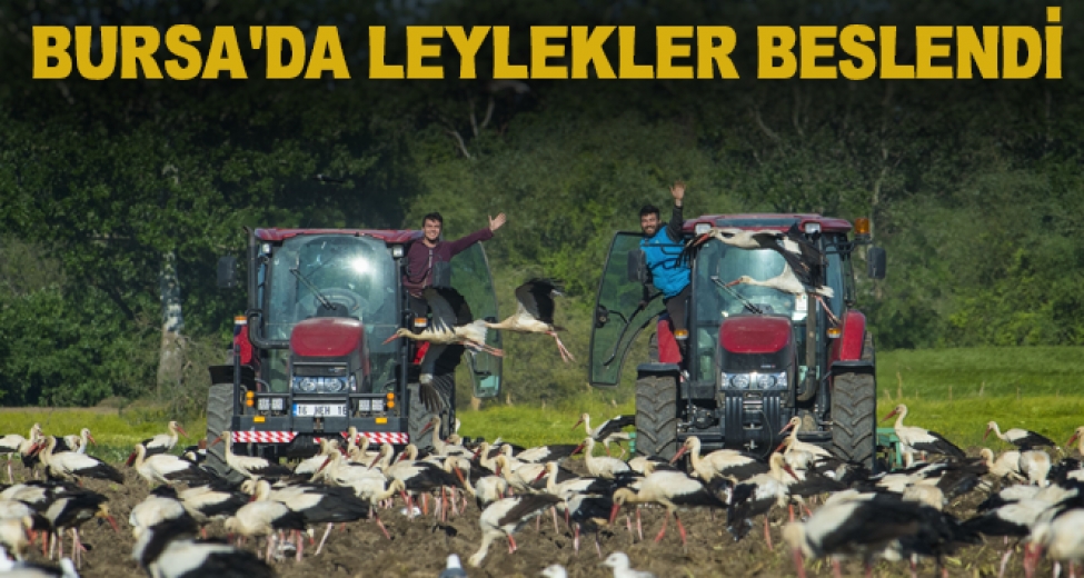 Bursa'da Leylekler Beslendi