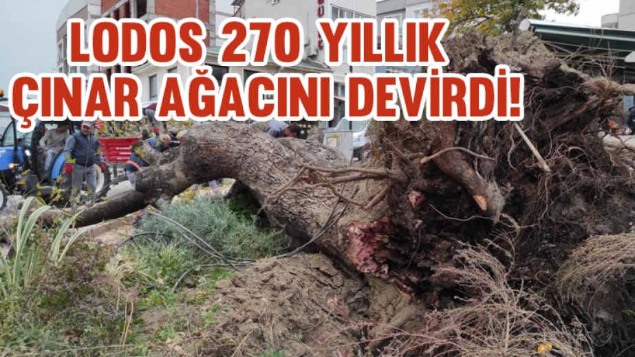 Bursa'da Lodos 270 Yıllık Çınar Ağacını Devirdi