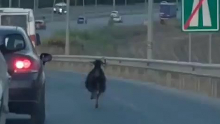 Bursa'da Otobana Çıkan Keçi, Trafiği Alt Üst Etti