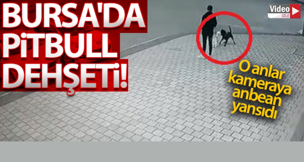 Bursa'da Pitbull Dehşeti, O Anlar Kamerada