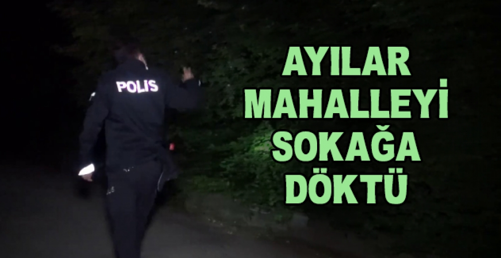 Bursa'da Polis Ve Mahalleli Her Yerde Ayı Aradı