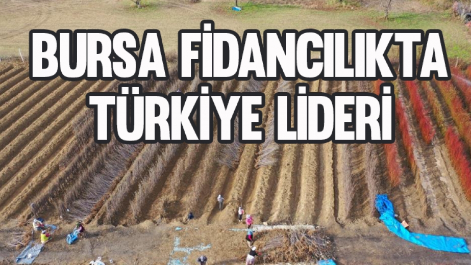 Bursa Fidancılıkta Türkiye Lideri