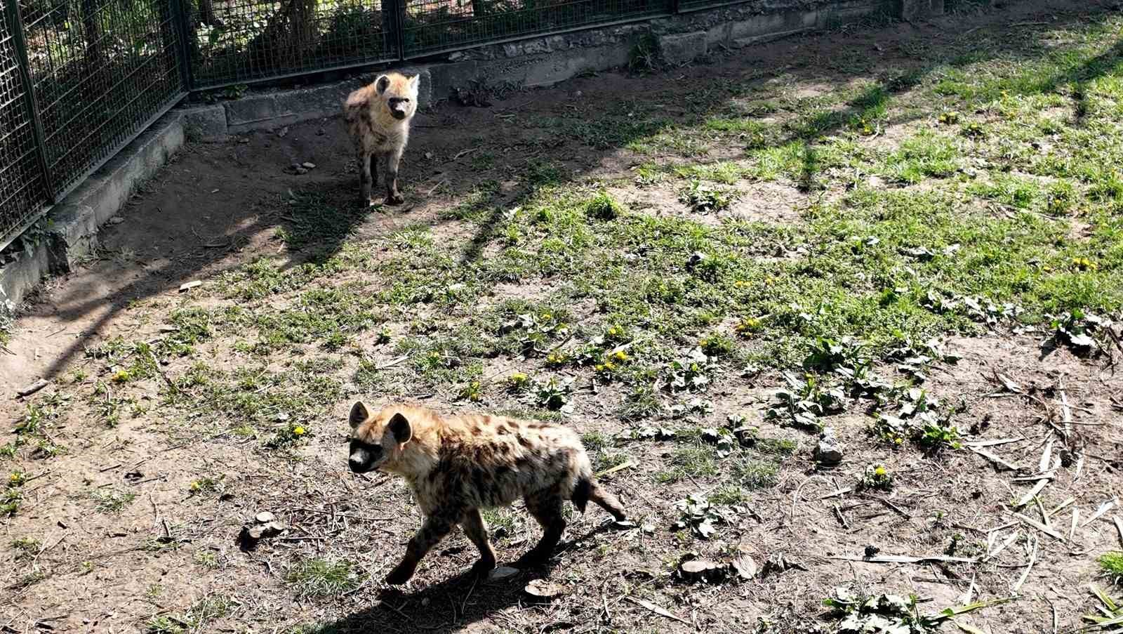 Bursa Hayvanat Bahçesine 2 Yeni Misafir