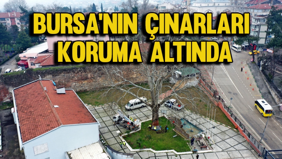 Bursa'nın Çınarları Koruma Altında