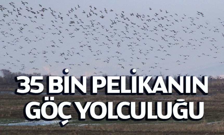 Bursa Semalarında 35 Bin Pelikanın Göç Yolculuğu
