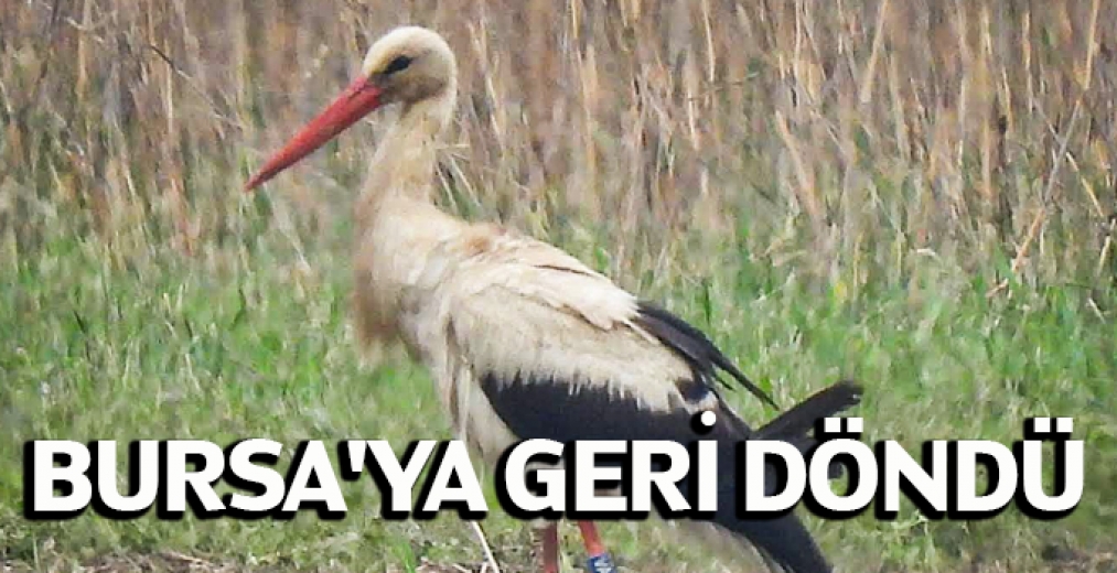 Bursa'ya Geri Döndü