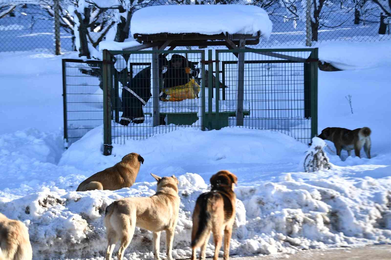 Bursa'da 200 Binden Fazla Sahipsiz Hayvan Var