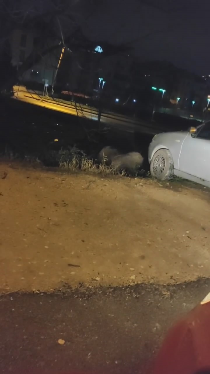 Bursa'da Aç Kalan Domuzlar Şehir Merkezine İndi