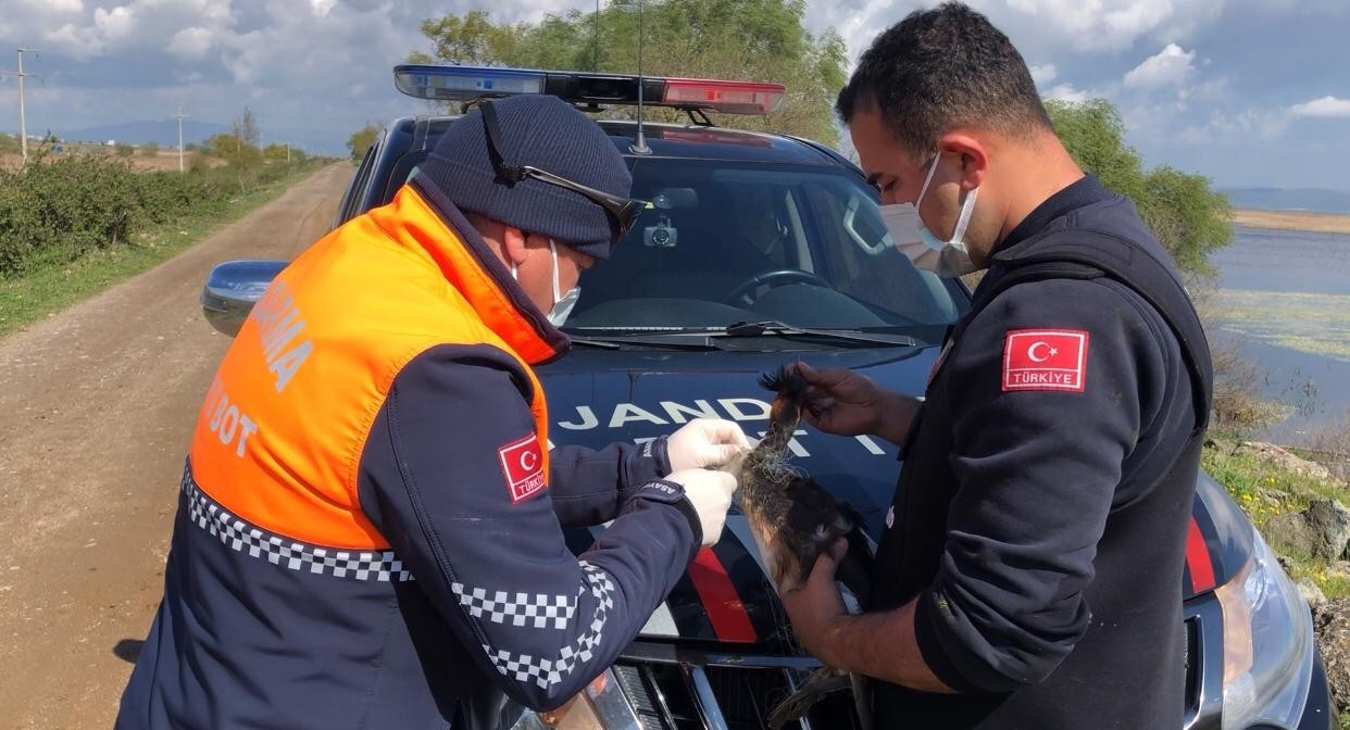 Bursada Ağlara Takılan Kuş Kurtarıldı