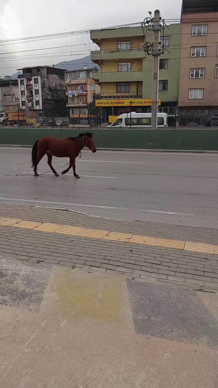 Bursada Anayola Çıkan At Tehlike Saçtı