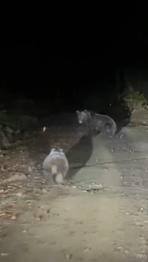 Bursada Anne Ve Yavru Ayı Vatandaş Kamerasına Yansıdı