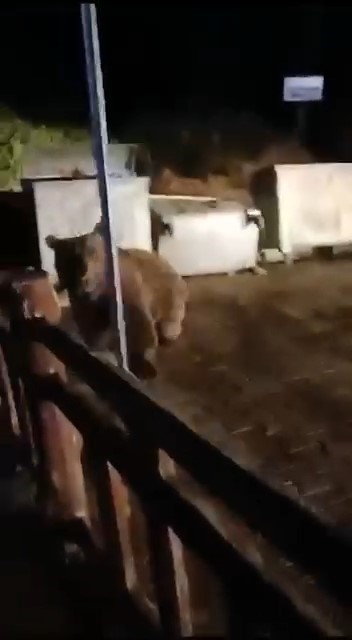 Bursada Ayının Saldırısından Son Anda Kurtuldu: O Anlar Kamerada