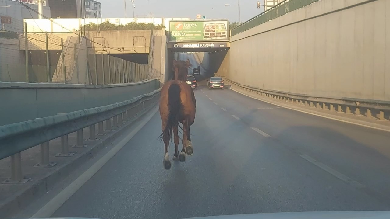 Bursada Başıboş At Ana Yolda Trafiği Altüst Etti